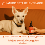 Pawprint: La fórmula que retrasa la edad de tu compañero